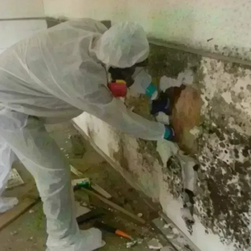 Mold Remediation and Removal in Rockmart, GA